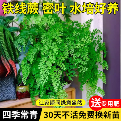 铁线蕨盆栽密叶水培蕨类常青绿植