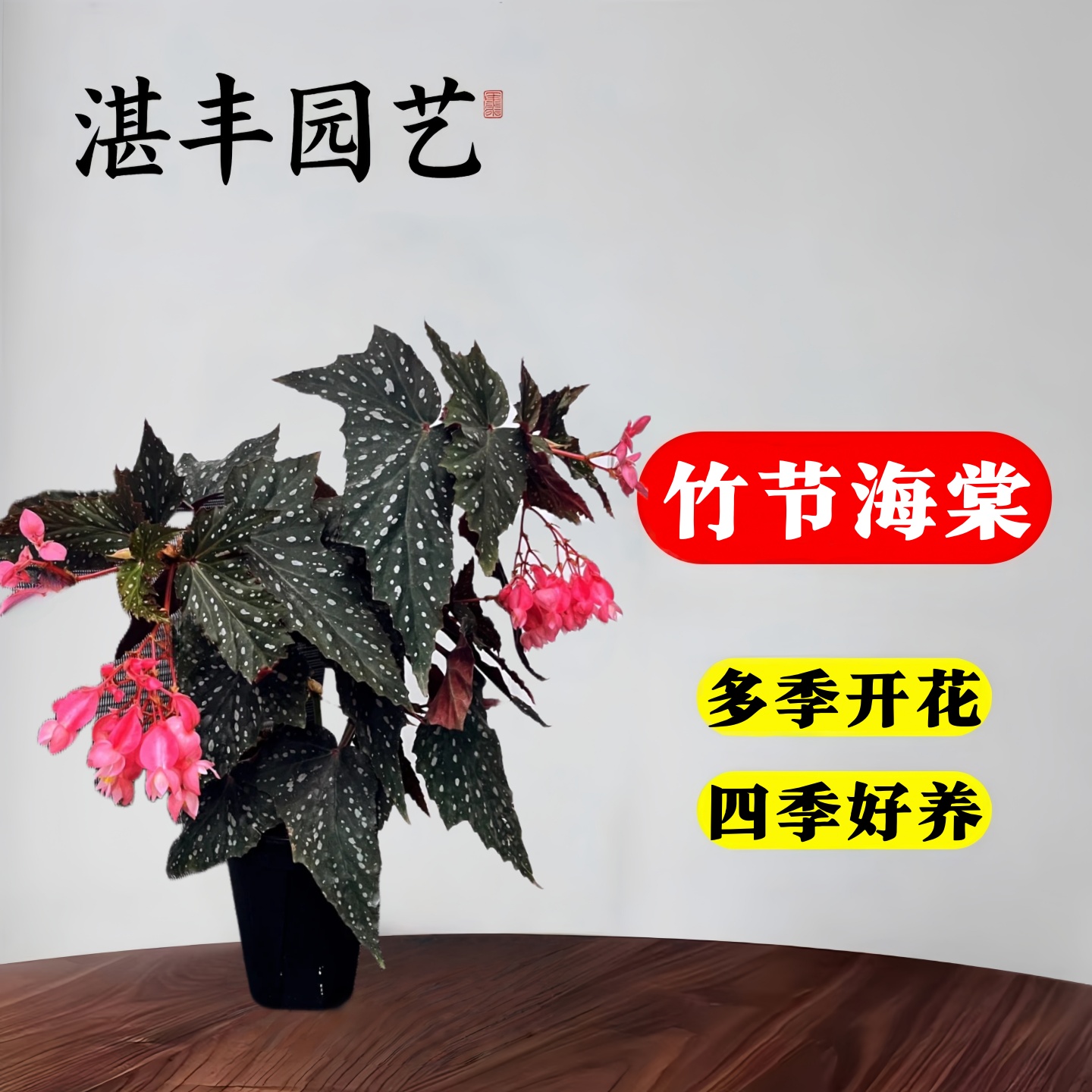 竹节海棠花卉盆栽大叶斑点易活