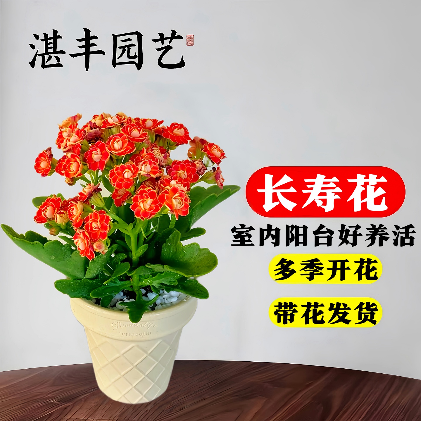 精品长寿花常青新手易养
