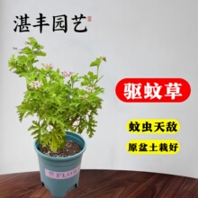 驱蚊草植物室内外盆栽四季常天然种子香叶天竺葵籽防蚊子阳台户外