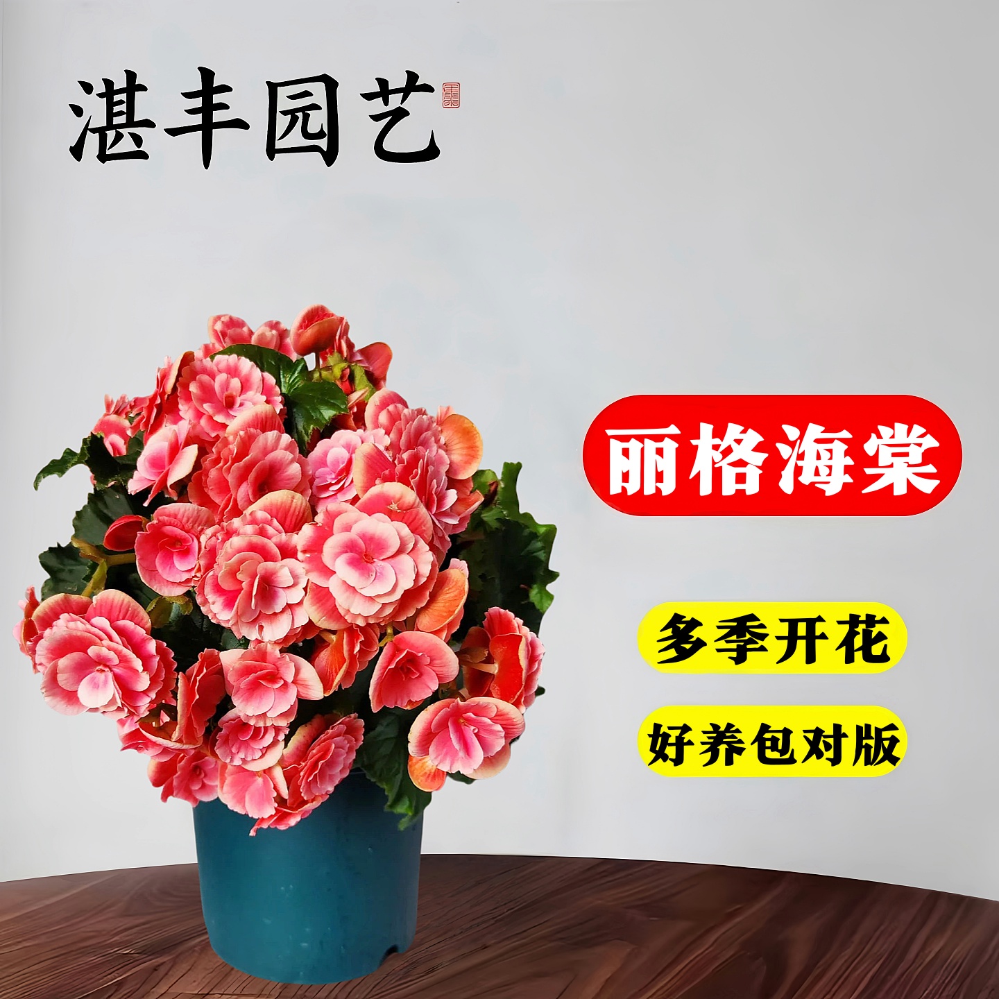 阳台花卉玫瑰海棠丽格海棠易养活