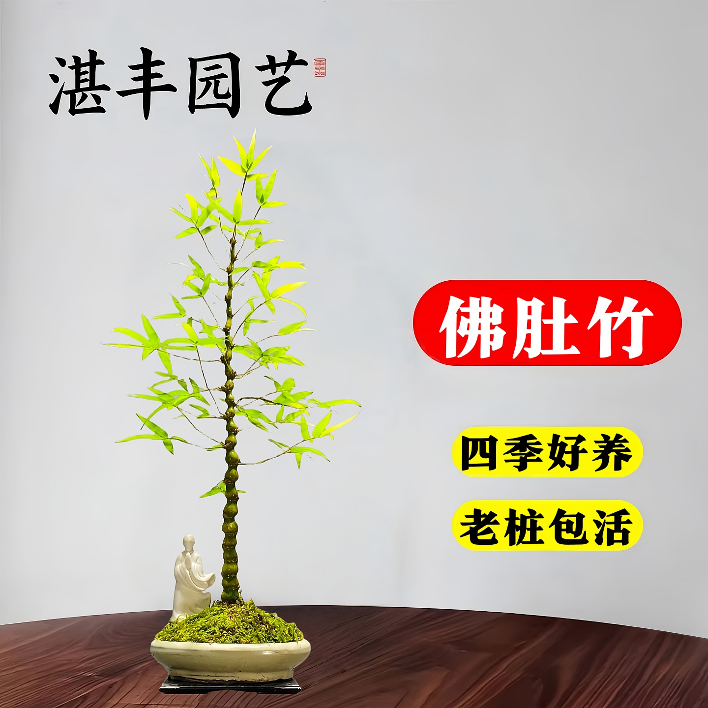 佛肚竹老桩矮化罗汉竹子盆栽室内植物办公室桌面绿植四季常青盆景