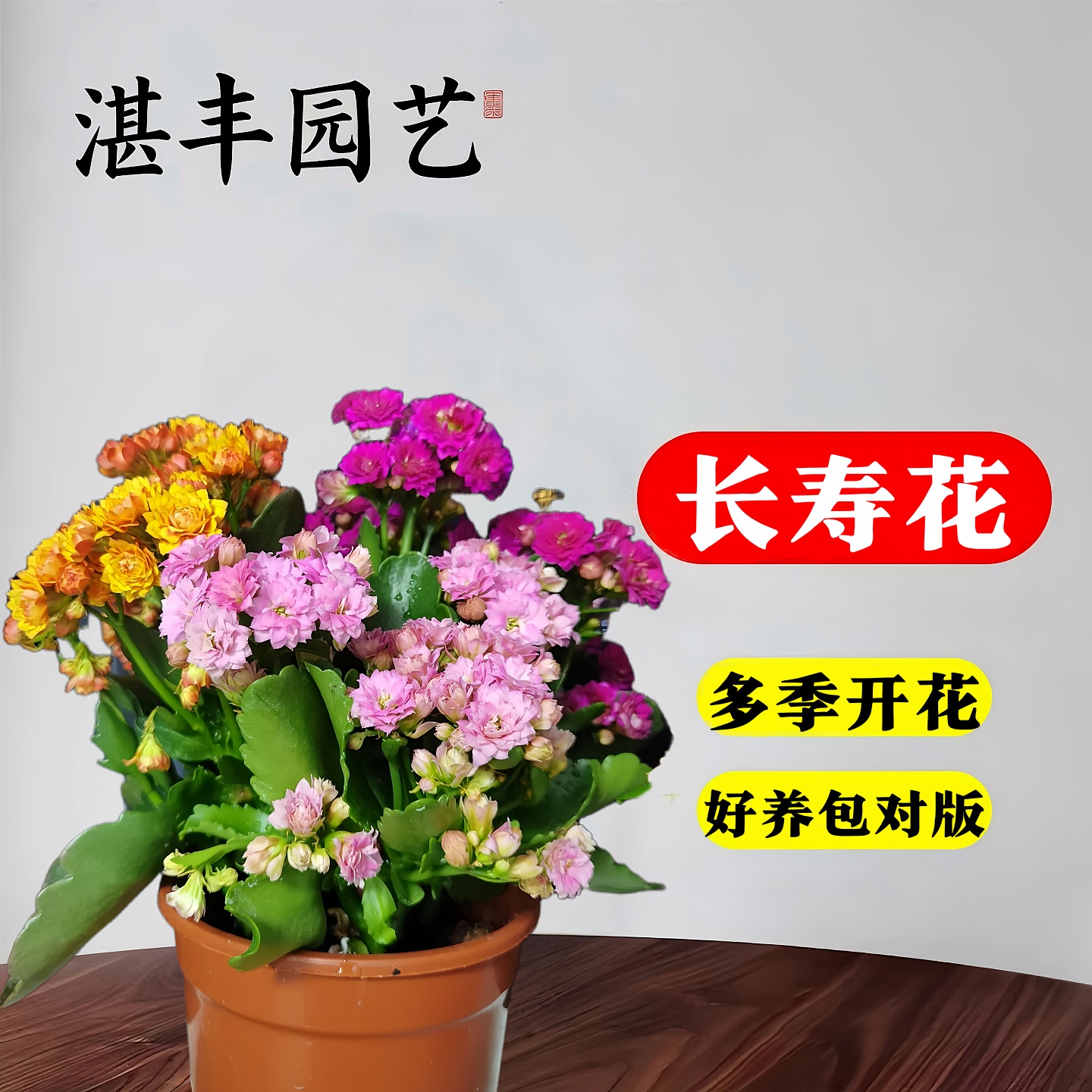 长寿花重瓣大花苗30天养死包赔
