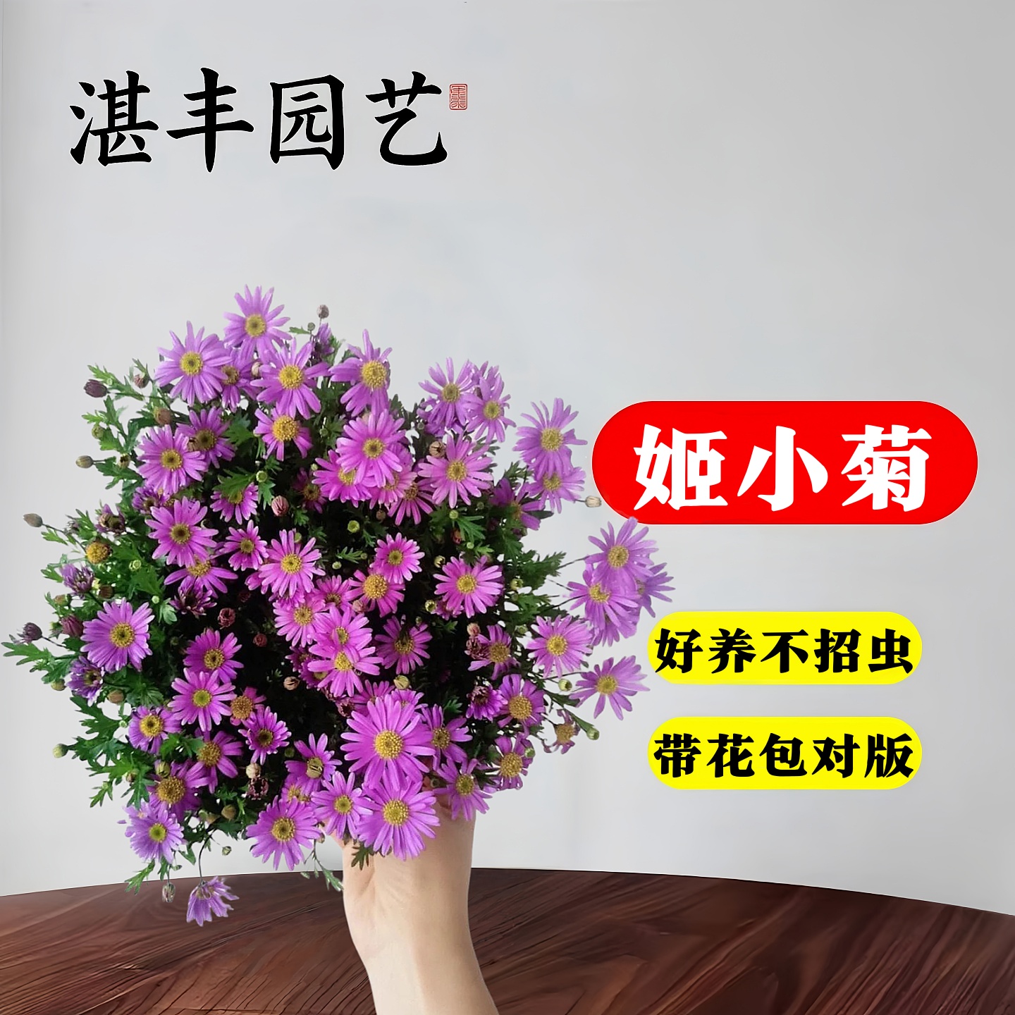 姬小菊盆栽带花苞发货的花