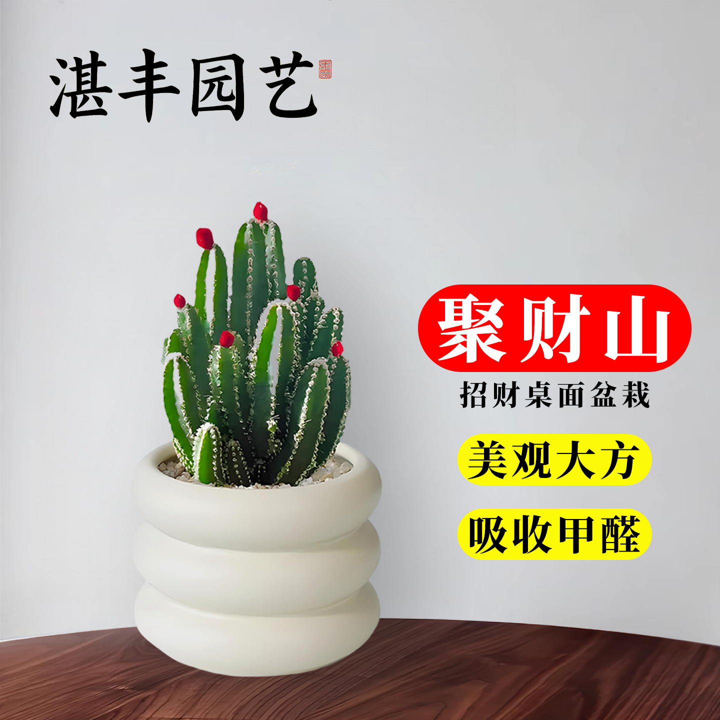 聚财山仙人掌盆栽多肉植物