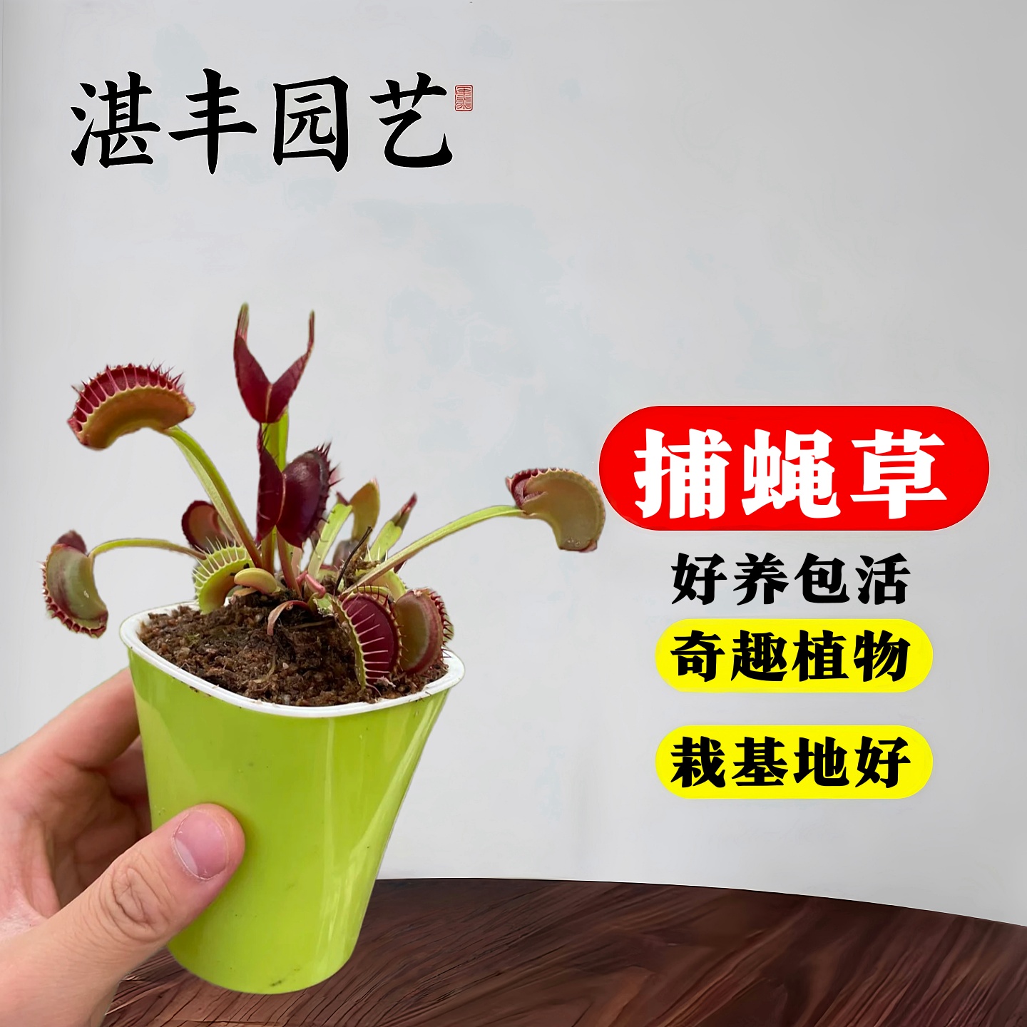捕蝇草猪笼草食虫草食虫植物摆件