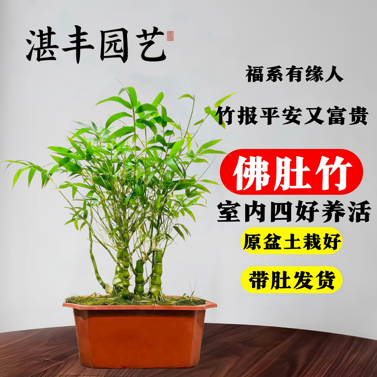 佛肚竹盆栽绿植老桩盆景矮化罗汉竹室内客厅办公室桌面四季好养活