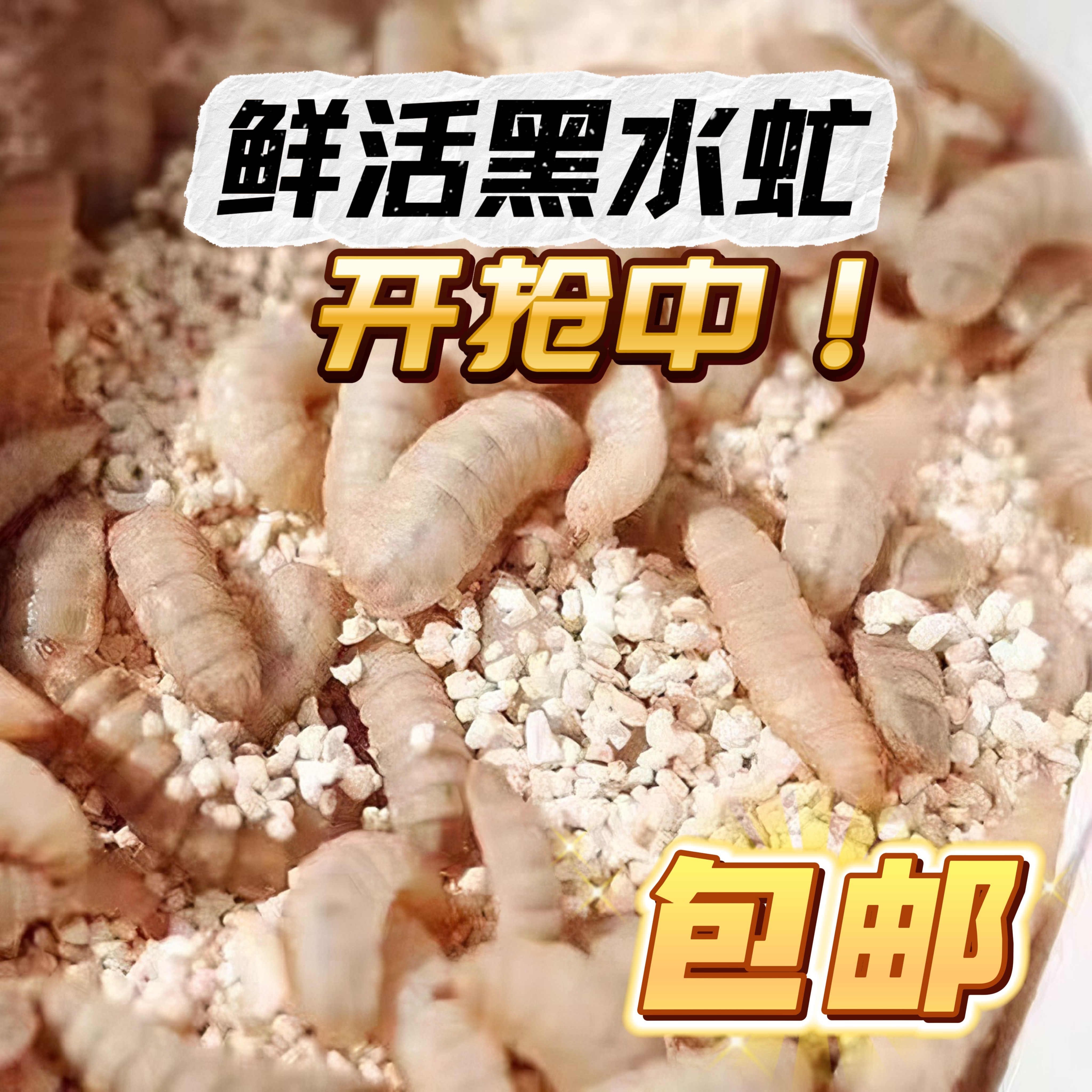 鲜活黑水虻活饵鲶鲫鱼等鱼专用饵料包邮钓鱼打窝