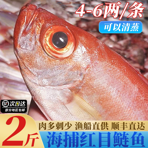 2斤大眼鸡鱼海捕红目鲢新鲜冷冻