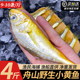 小黄鱼新鲜冷冻整箱商用真正舟山海捕黄鱼鲜活小黄花鱼4斤装 烧烤
