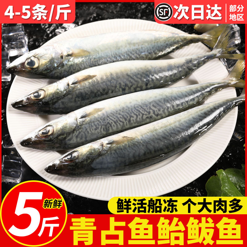 青占鱼新鲜冷冻鲐鱼鲜活鲐鲅鱼