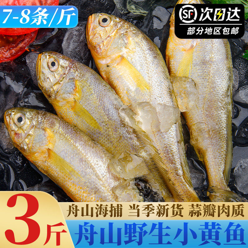 舟山野生小黄鱼新鲜冷冻东海鲜活海捕小黄花鱼商用批发烧烤油炸