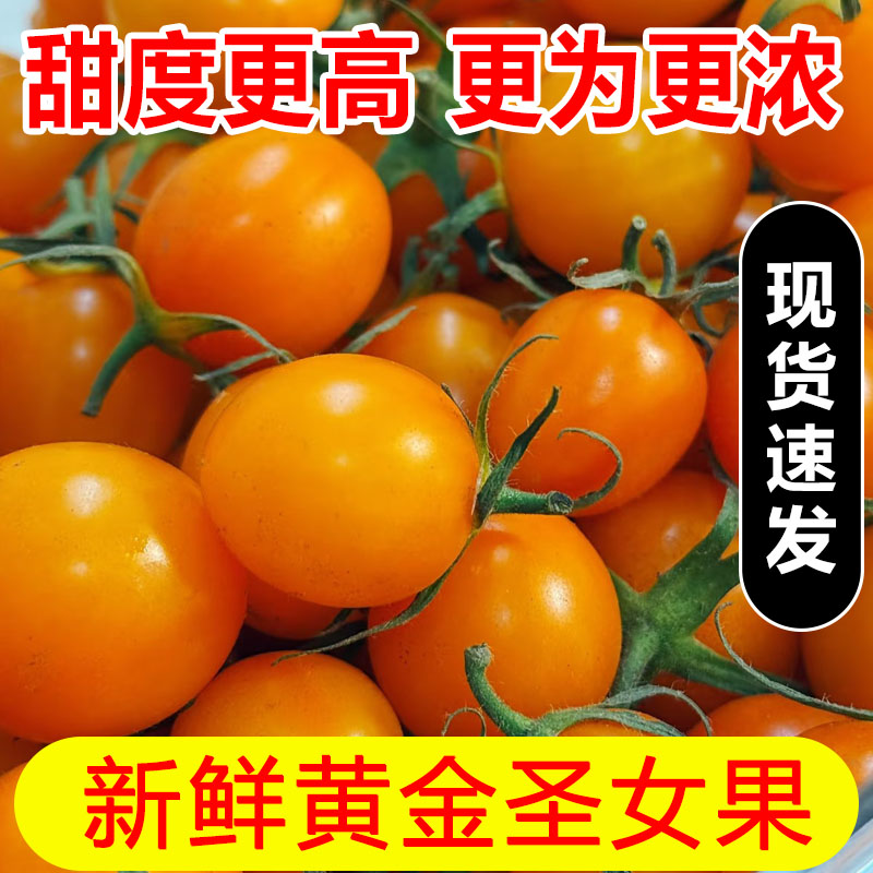 黄金圣女果新鲜樱桃小番茄水果自然熟现摘黄色小西红柿子非千禧