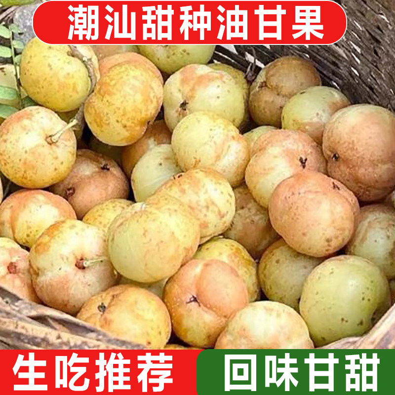 新鲜油甘果5斤余甘果牛甘子当季现摘油柑滇橄榄孕妇酸甜水果包邮