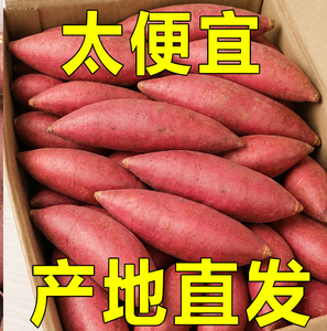 新鲜蜜薯5板栗红薯糖心地瓜