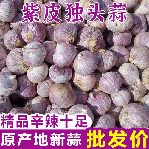 云南大理紫皮大蒜新鲜大蒜头紫皮独头蒜红皮独蒜产地现货直发