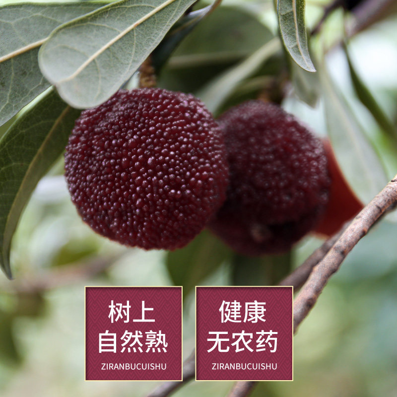 仙居杨梅新鲜东魁杨梅仙居东魁