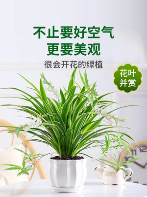 金边吊兰盆栽花卉植物室内阳