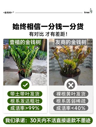 绿植大摇室内花卉大型客厅好养树钱串子盆栽小发财树招财金钱植物