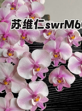 【兰之星】苏维仁【M606】1.7寸苗原生西雷利蝴蝶兰苗