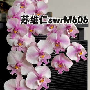 M606 苏维仁 1.7寸苗原生西雷利蝴蝶兰苗 兰之星