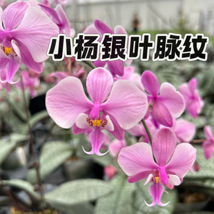 银叶脉纹 小杨yang 2.5寸苗原生西雷利蝴蝶兰苗 兰之星