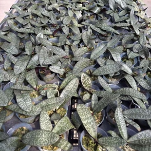 蝴蝶兰实生西雷利苗粉色花出根 玫瑰香交银叶2.5吋 兰之星