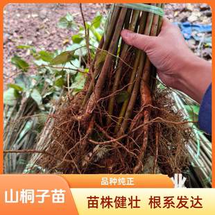 四川山桐子树苗现挖山桐子苗经济林树苗保湿发货可榨油山桐子果树