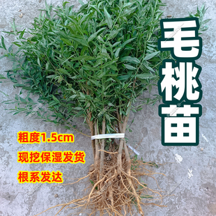 四川桃树苗桃树实生苗毛桃苗桃子砧木苗现挖保湿嫁接占用桃子苗木