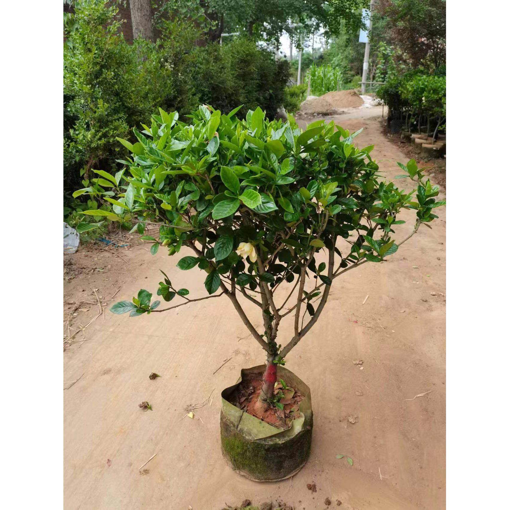 大叶栀子花浓香型栀子花大颗室外地栽大型盆栽栀子庭院栀子花,鲜花速递/花卉仿真/绿植园艺,绣球/木绣球/木本植物,淘宝优惠券,粉丝福利购,淘宝优惠卷