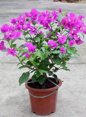 云南紫三角梅安格斯带花大苗盆栽老桩花卉植物鲜花大紫色阳台庭院