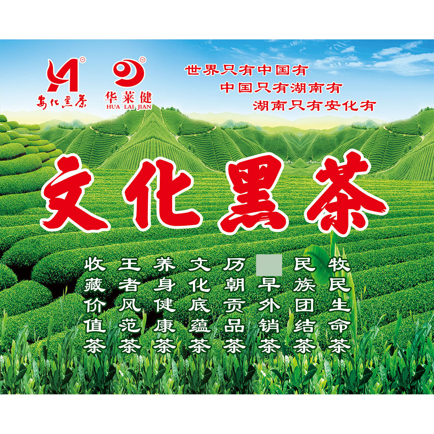 安化黑茶海报展板九大功效黑茶安化黑茶养生功效墙贴墙纸kt板