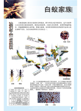 白蚁的认识危害及防治宣传挂图贴画喷绘写真展板海报印制墙贴纸