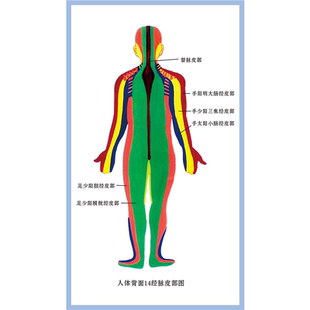 人体背面14经脉皮部图海报展板人体前面14经脉皮部图墙贴墙纸KT板