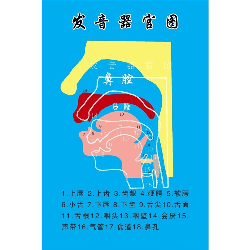 人体器官展板发音器官图海报印制英语国际音标发音表挂图墙贴纸,个性定制/设计服务/DIY,写真/海报印制,淘宝优惠券,粉丝福利购,淘宝优惠卷