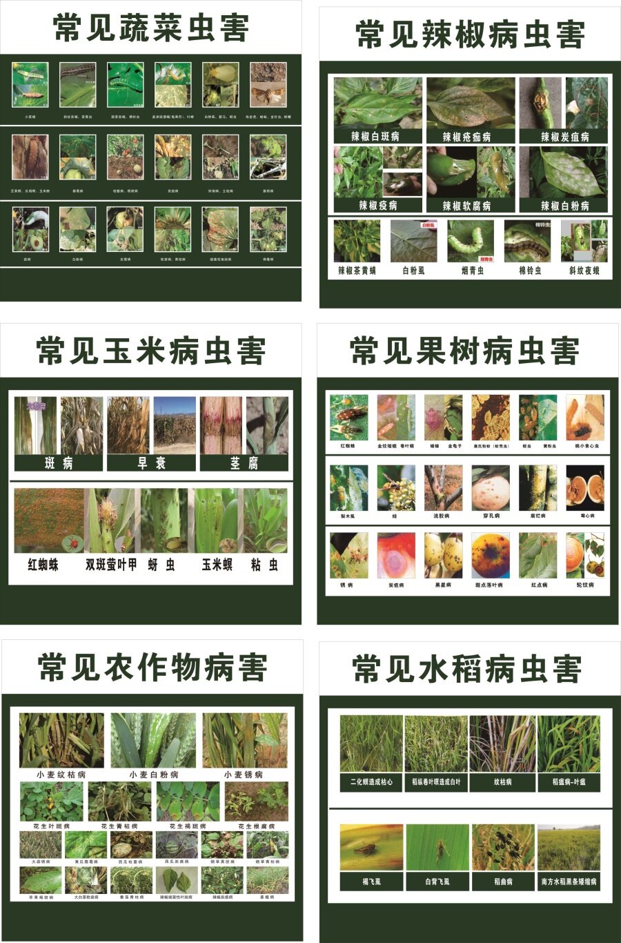 农药农田杀虫剂杀菌剂除草剂生物菌肥常见病虫害杂草图谱海报贴画