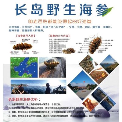 长岛野生海参海报展板海参的发泡步骤海参营养滋补墙贴墙纸装饰画