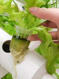 包邮 阳台种菜无土栽培设备水培蔬菜加深定植篮 塑料定植杯 固根器