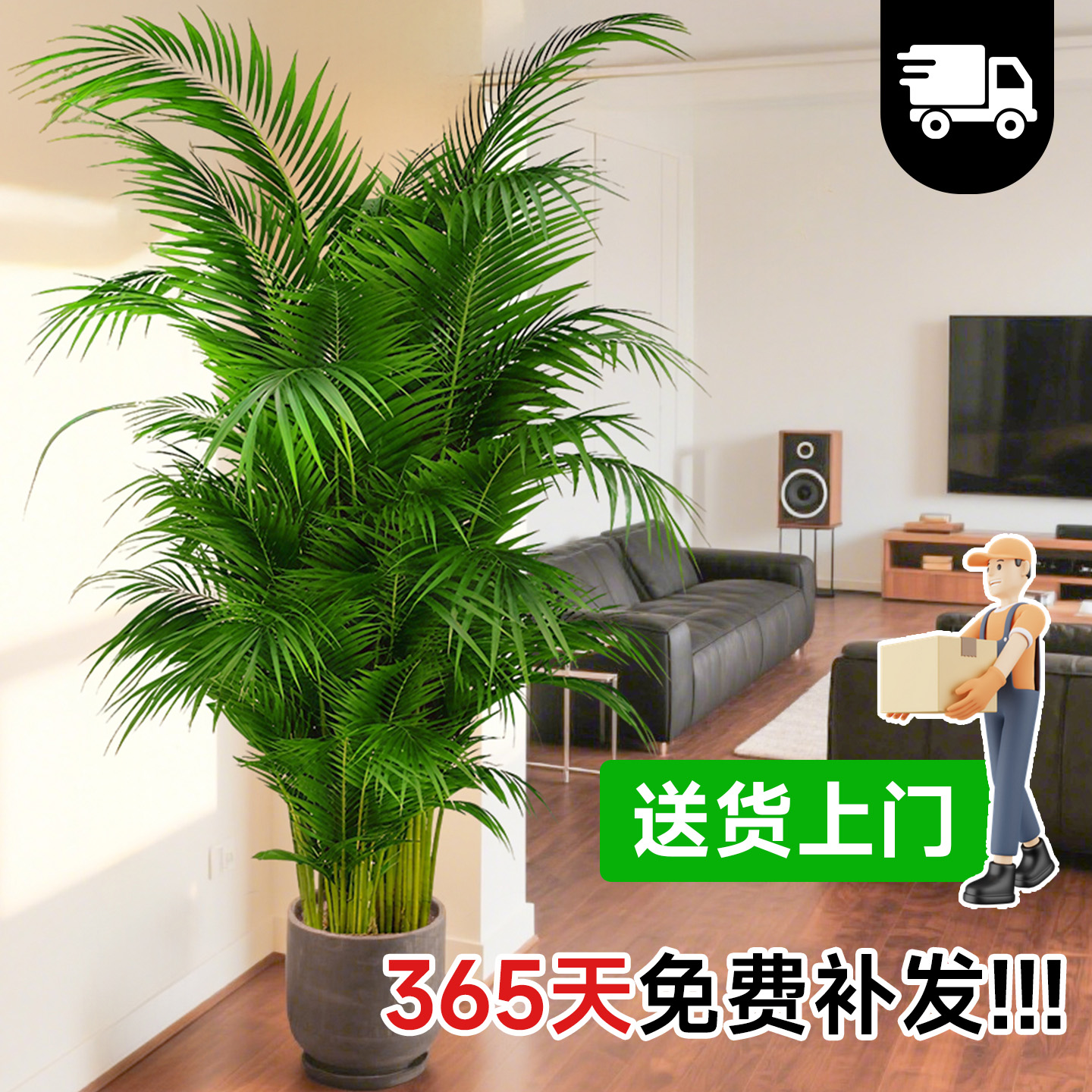 A+级散尾葵超密到手365天免费补