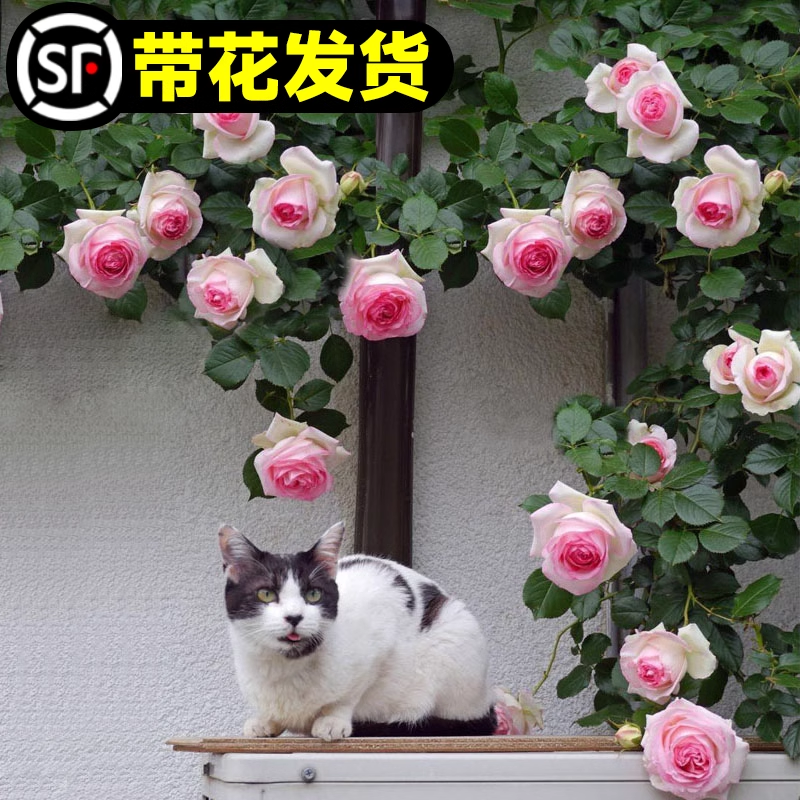 粉色龙沙宝石蔷薇花苗爬藤花开四季卉庭院藤本爬墙植物玫瑰大花苗,鲜花速递/花卉仿真/绿植园艺,月季/蔷薇/玫瑰,淘宝优惠券,粉丝福利购,淘宝优惠卷