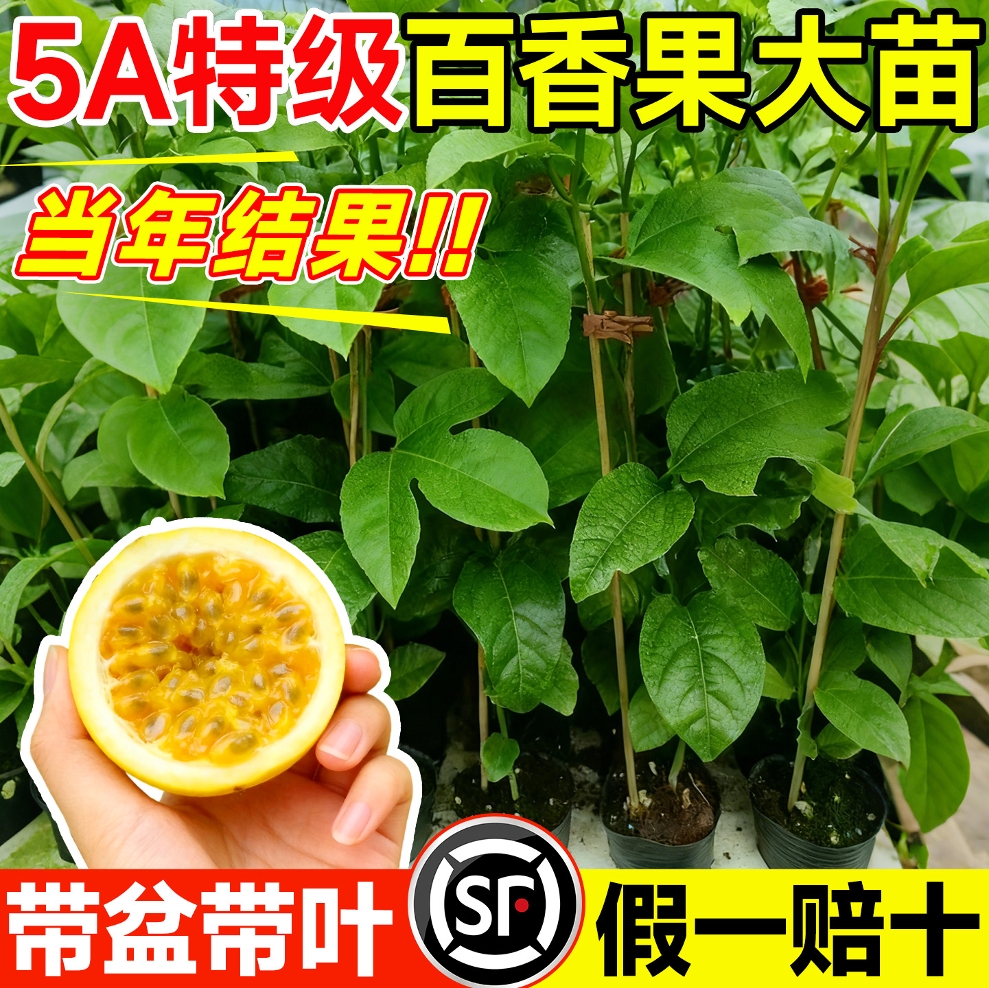 5A特级百香果树果苗不活包补好养