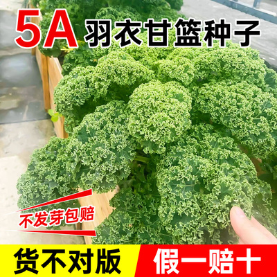5A级羽衣甘蓝种子不活包赔