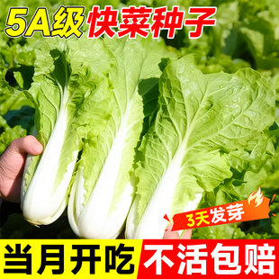 四季奶油快菜种子小白菜籽耐高温速生黄心大白菜种孑蔬菜种子大全