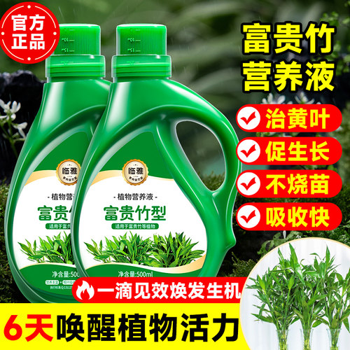 富贵竹专用型营养液转运竹富贵竹