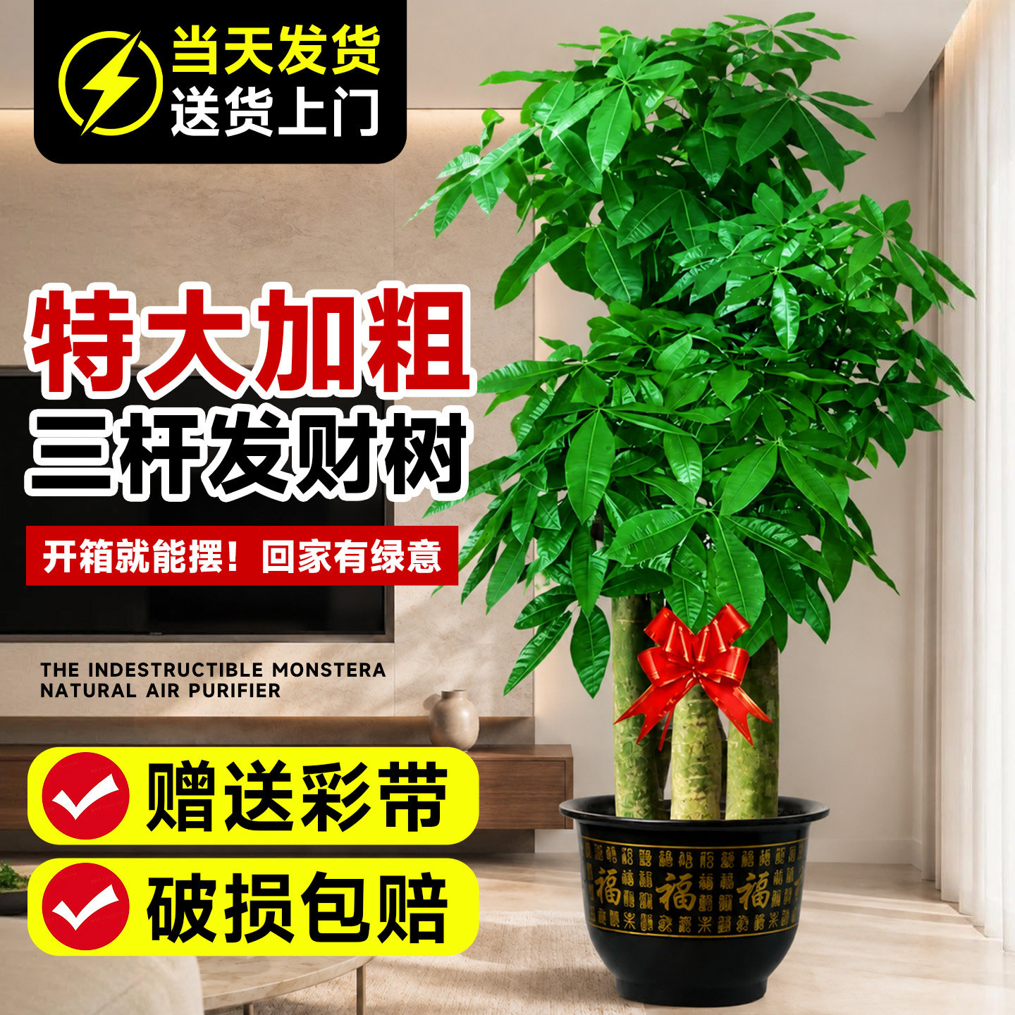 三杆步步高发财树客厅大盆栽乔迁之喜真绿植开业送礼旺宅大型盆景