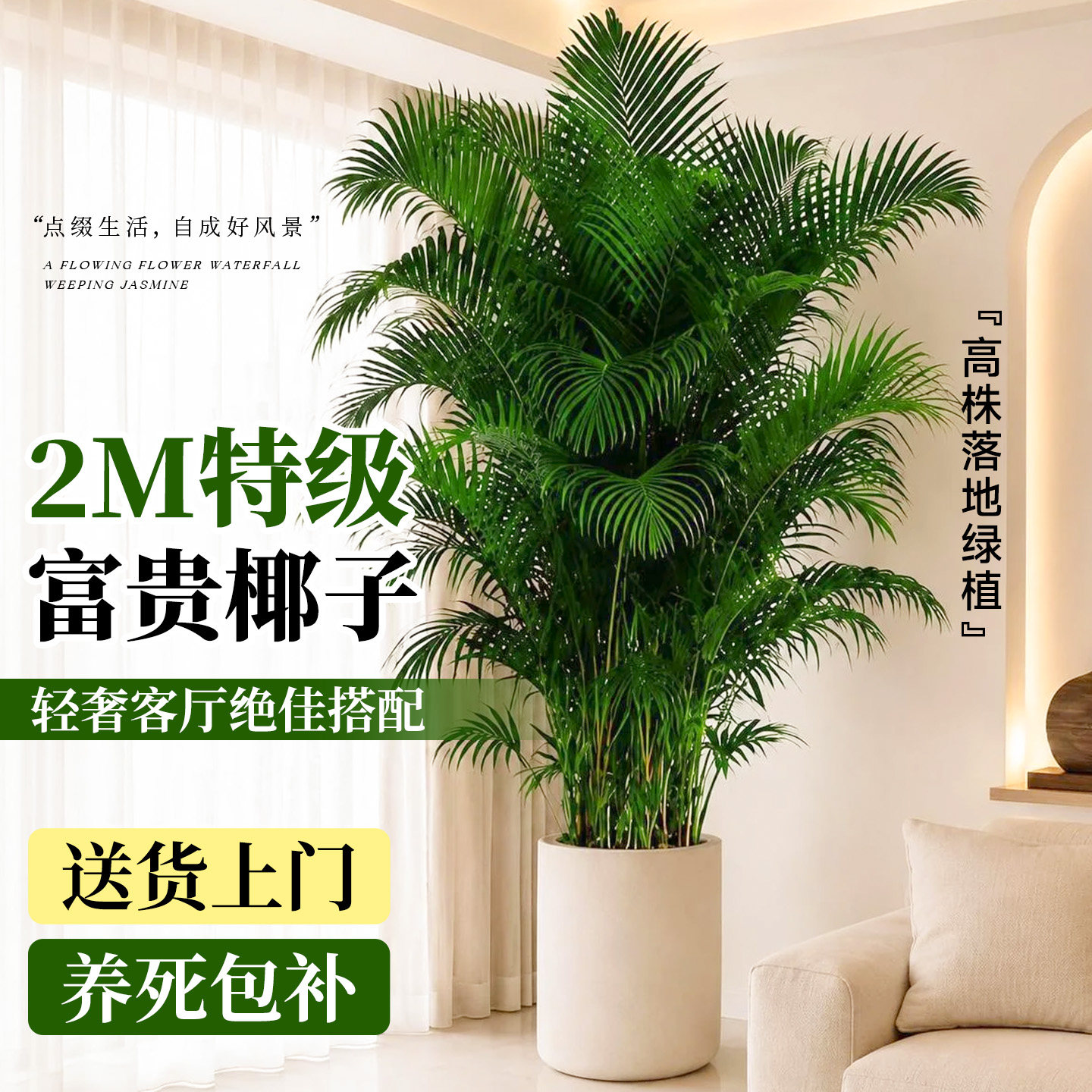 富贵椰子散尾葵客厅旺宅好养盆栽图片