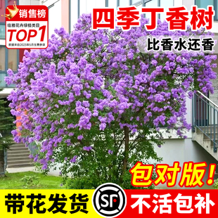紫丁香花树苗阳台盆栽庭院地栽欧洲花卉室外绿植耐寒易活花开四季