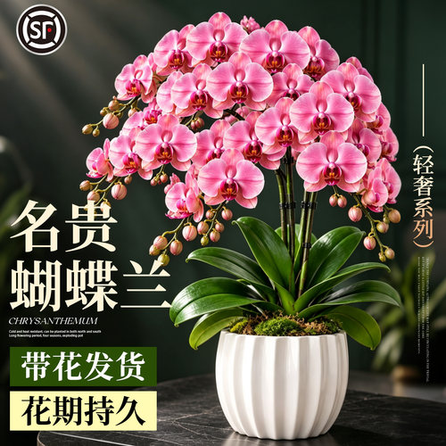蝴蝶兰盆栽带花发货养死包赔