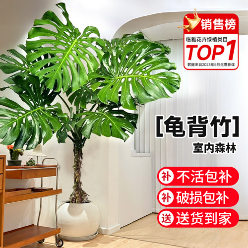 龟背竹老桩植物盆栽客厅绿植室内高级感大型办公室花卉四季好养活
