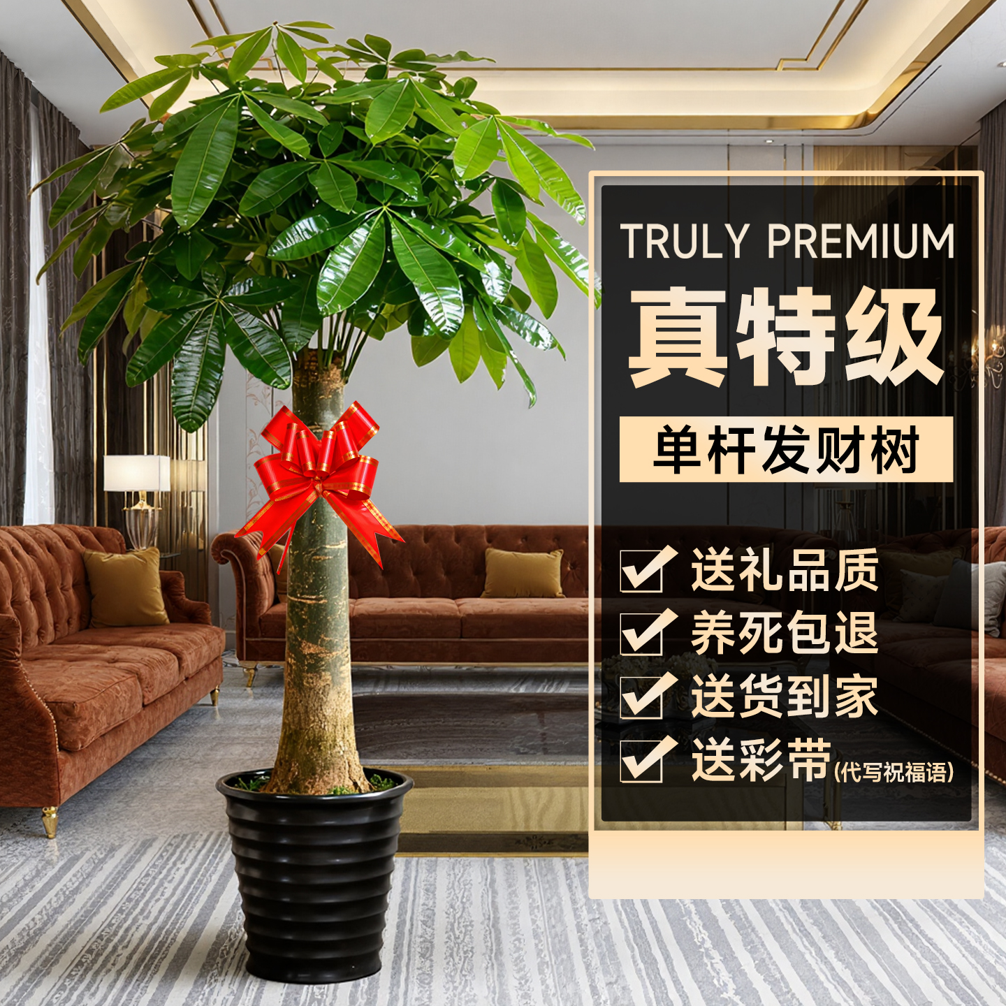 5A级发财树送礼专属品质不活包赔